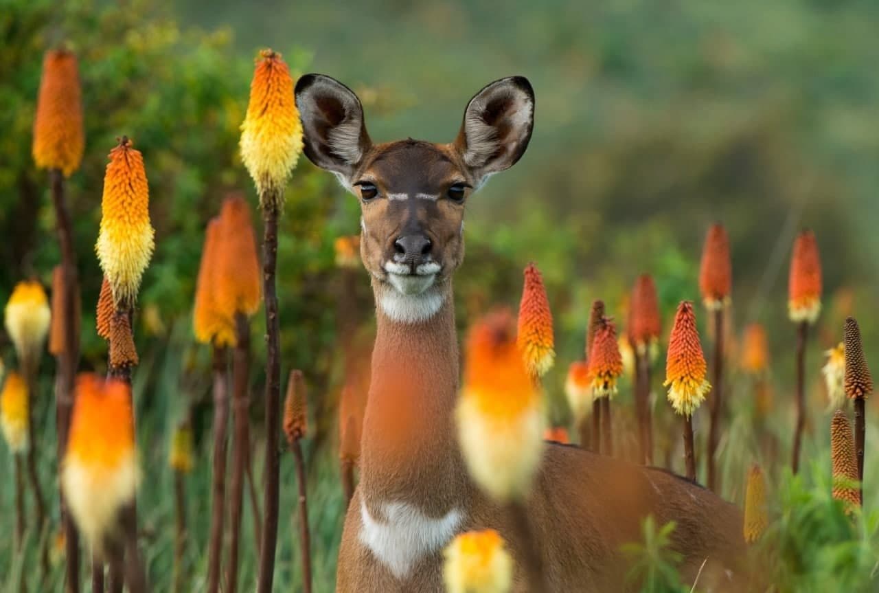 Arsi Mountains National Park
